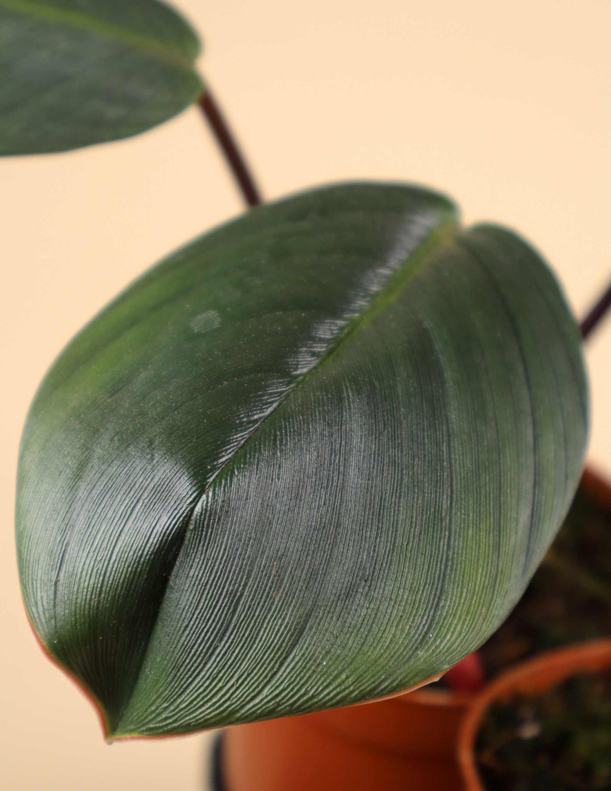 Homalomena 'Red Sumatra'