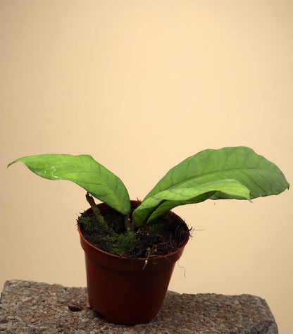Hoya sp. sabah (RP013)