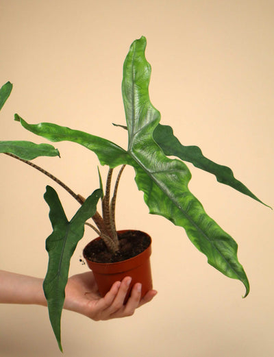 Alocasia sp. sulawesi 'sabrina narrow'