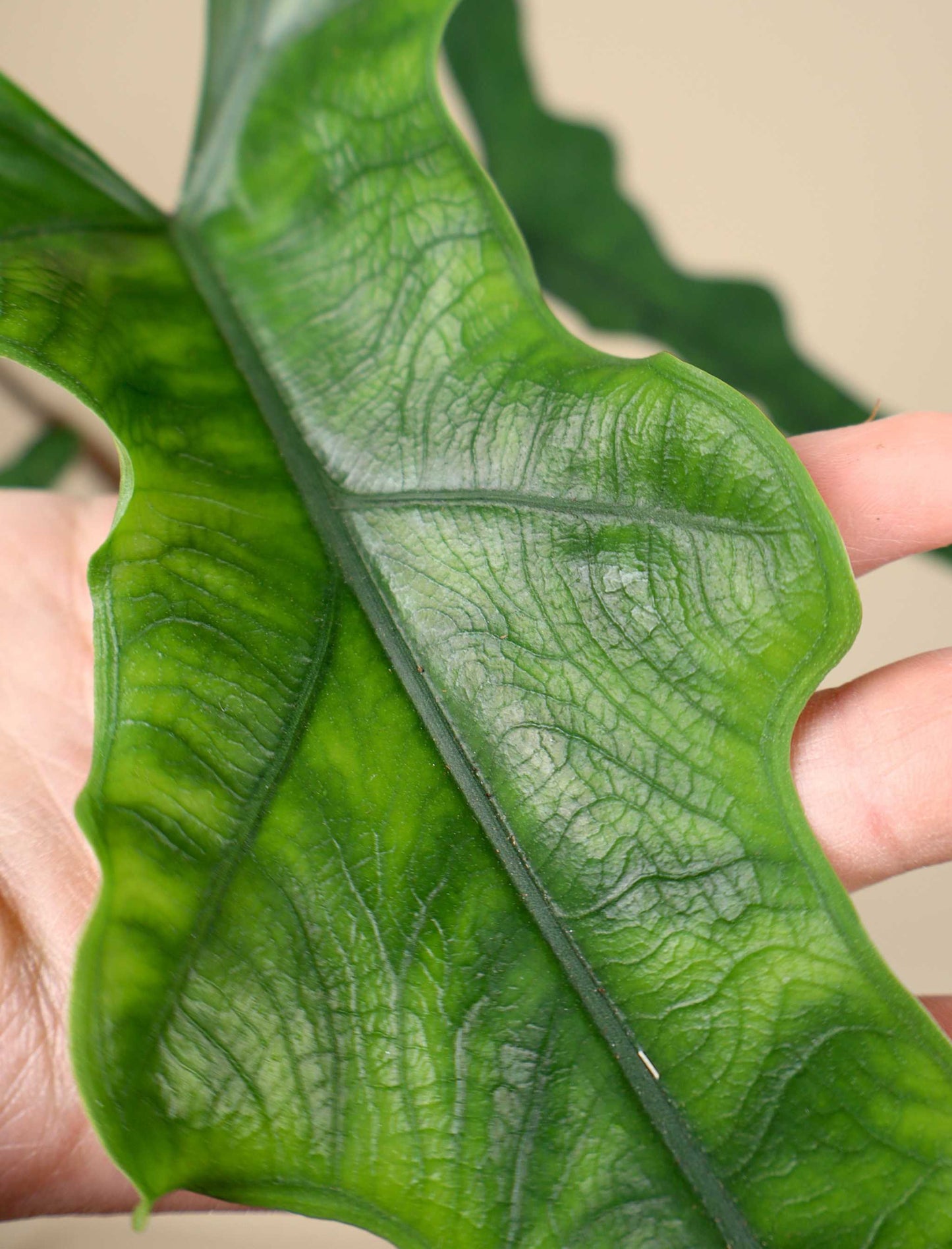 Alocasia sp. Sulawesi 'Sabrina Narrow'