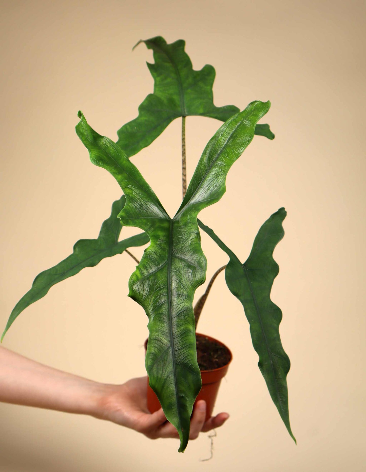 Alocasia sp. Sulawesi 'Sabrina Narrow'