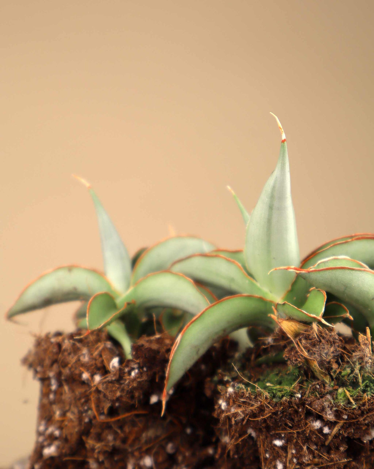 Sansevieria 'Swan Dancer'