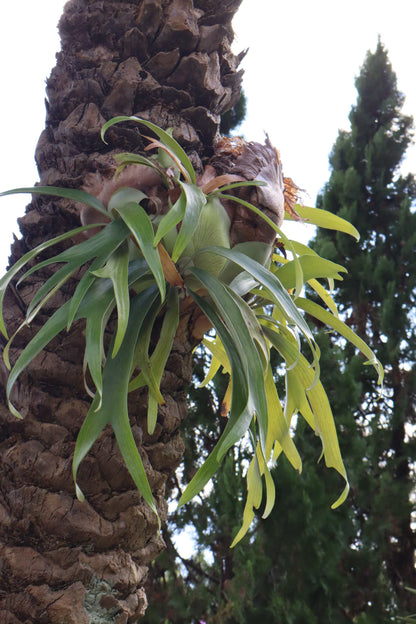 Platycerium bifurcatum | Elchhornfarn