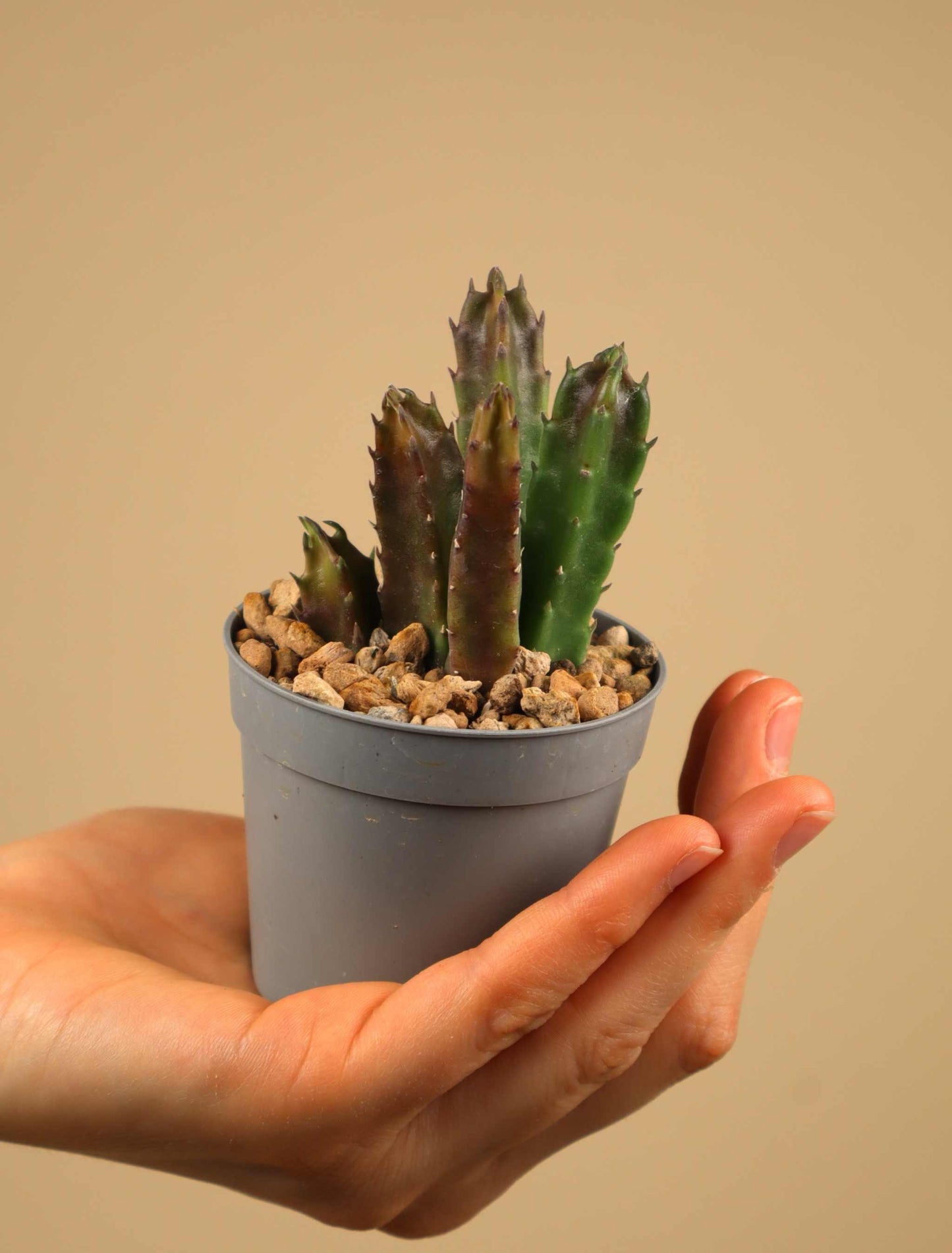 Stapelia hirsuta