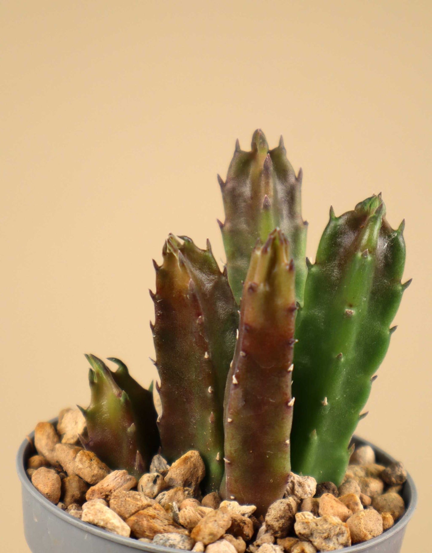 Stapelia hirsuta