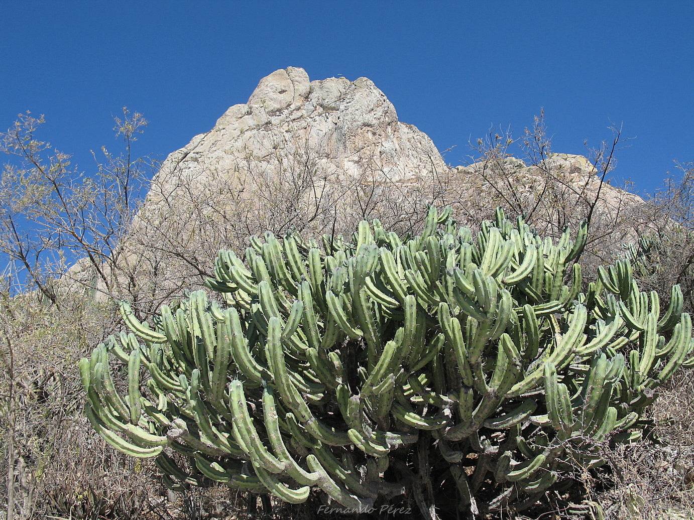 Myrtillocactus geometrizans 'Blåbärskaktus'