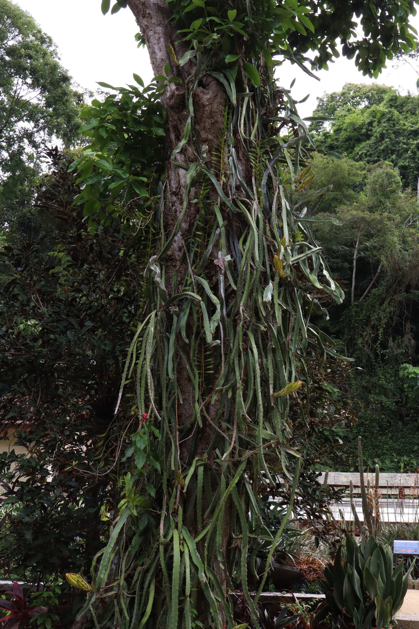 Dragonfruit, 'Pitahaya' Selenicereus undatus