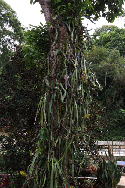 Dragonfruit, 'Pitahaya' Selenicereus undatus