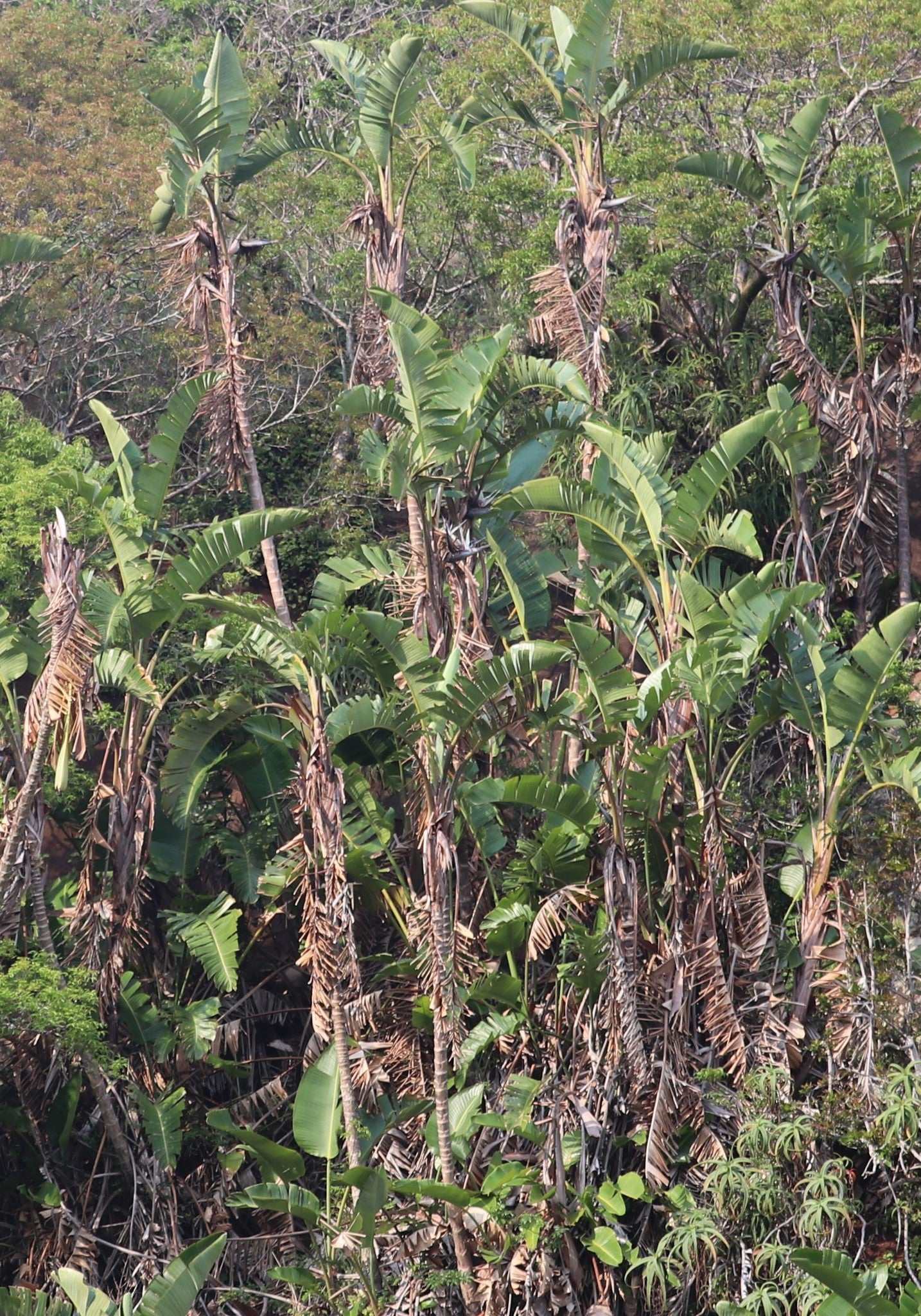 Jättepapegojblomma  'Strelitzia nicolai'