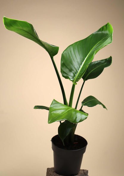 Jättepapegojblomma  'Strelitzia nicolai'