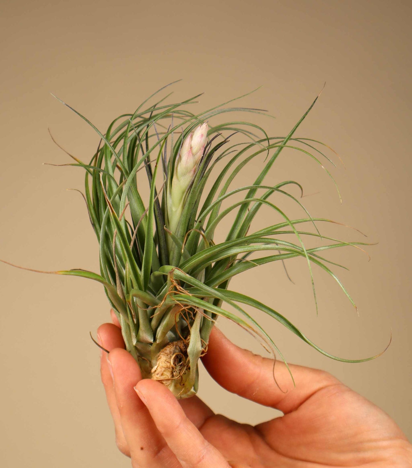 Tillandsia stricta