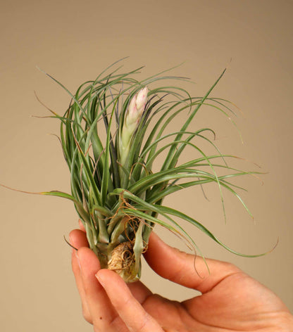 Tillandsia stricta