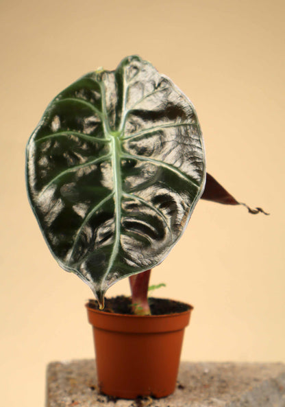 Alocasia suhirmaniana