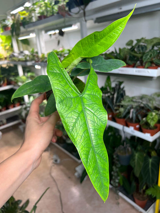 Alocasia sp. sulawesi 'green carpet'