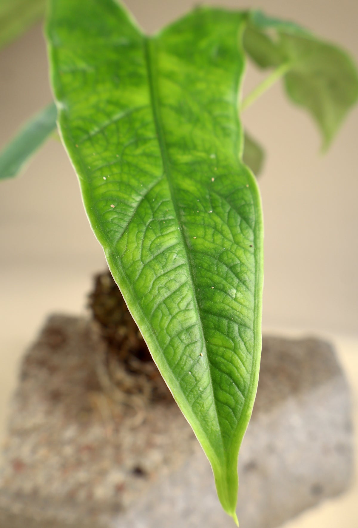 Alocasia sp. sulawesi 'green carpet'