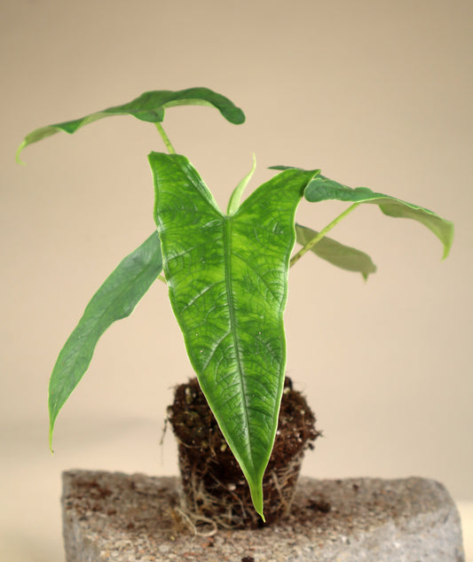 Alocasia sp. sulawesi 'green carpet'