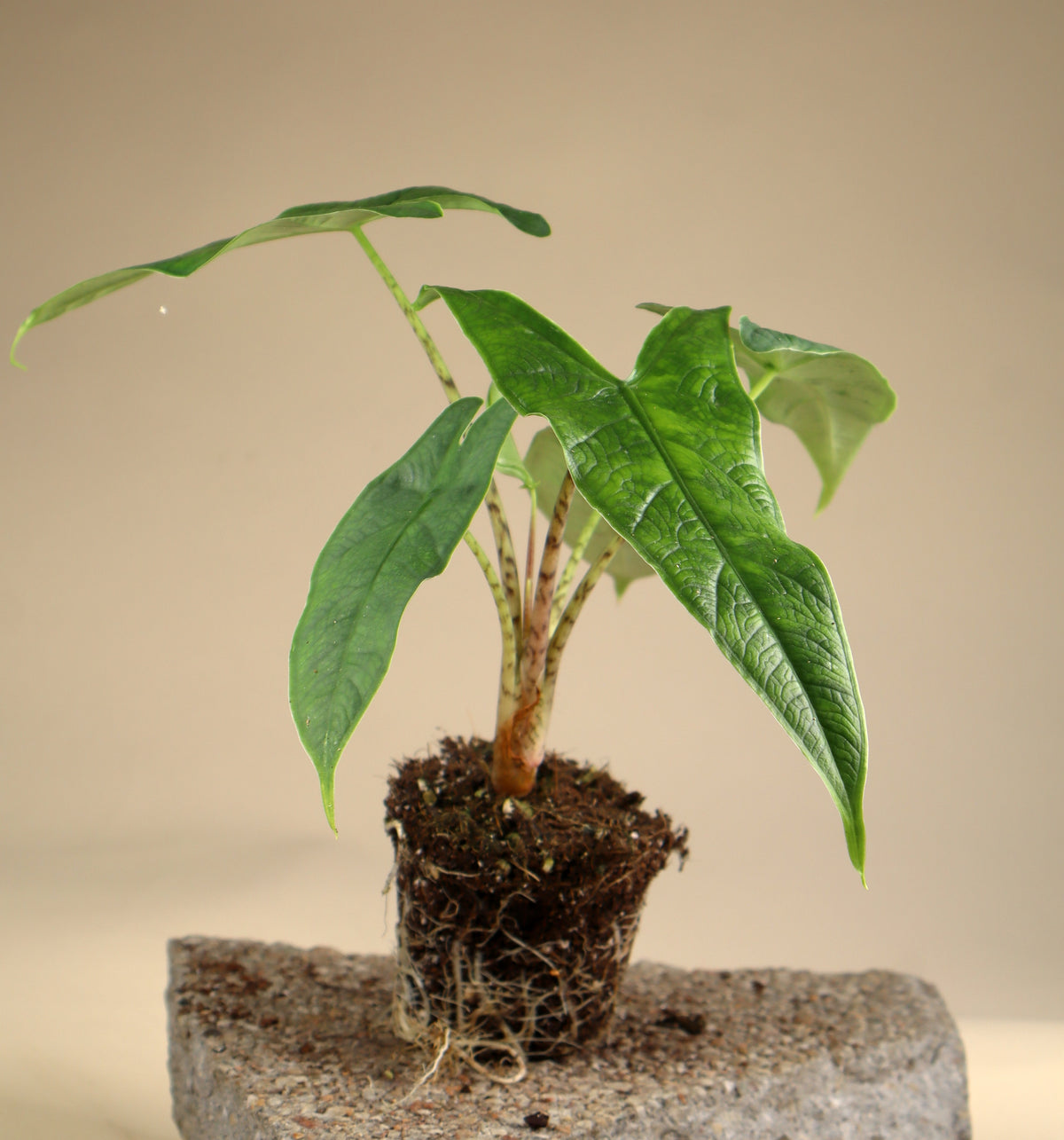 Alocasia sp. sulawesi 'green carpet'