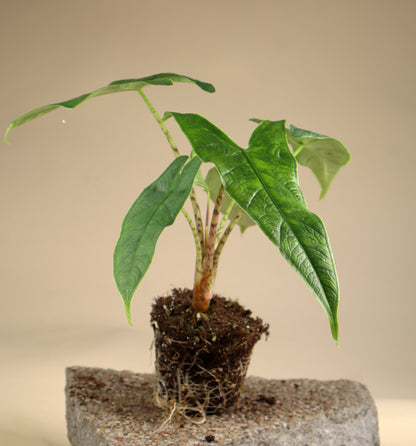 Alocasia sp. sulawesi 'green carpet'