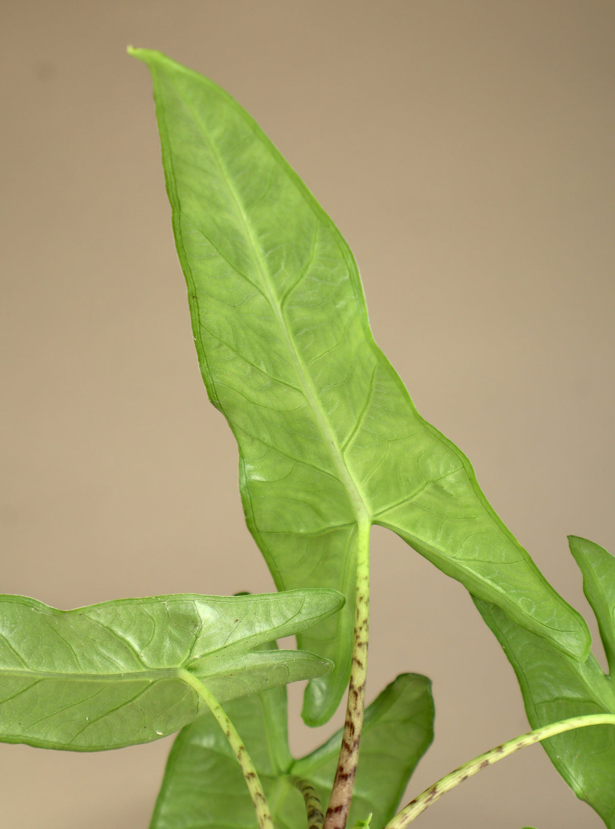 Alocasia sp. sulawesi 'green carpet'