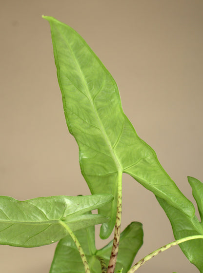 Alocasia sp. sulawesi 'green carpet'