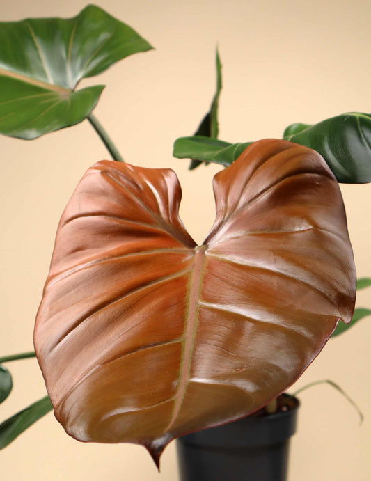 Philodendron 'Summer Glory'