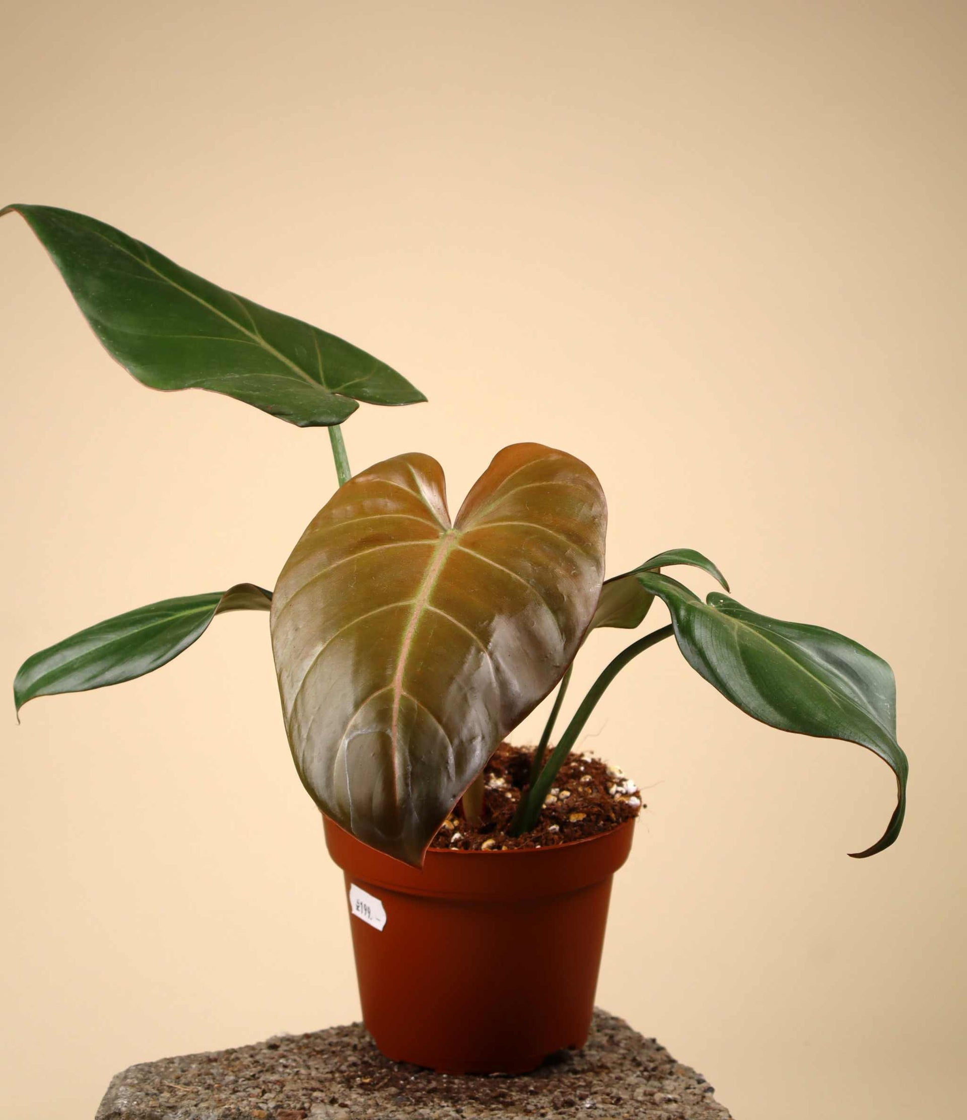 philodendron gloriosum sverige Philodendron 'Summer Glory' | Köp Unika Krukväxter Online