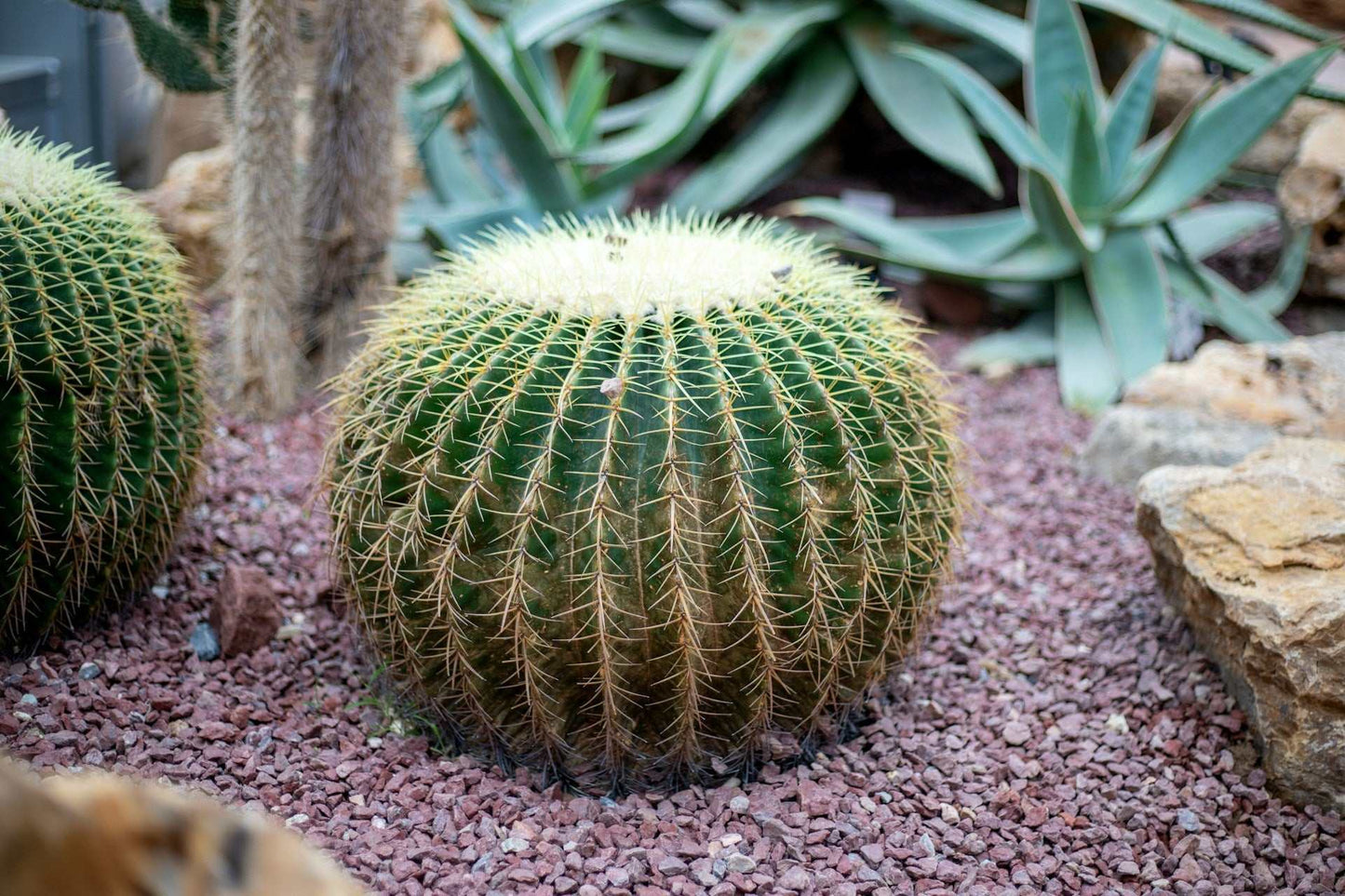 Echinocactus grusonii