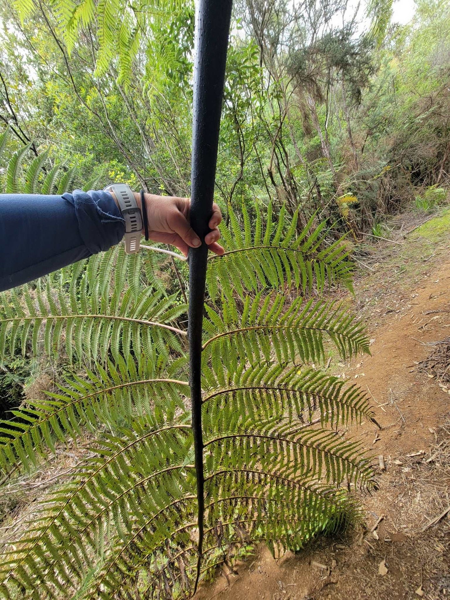 Cyathea medullaris | Svart trädormbunke