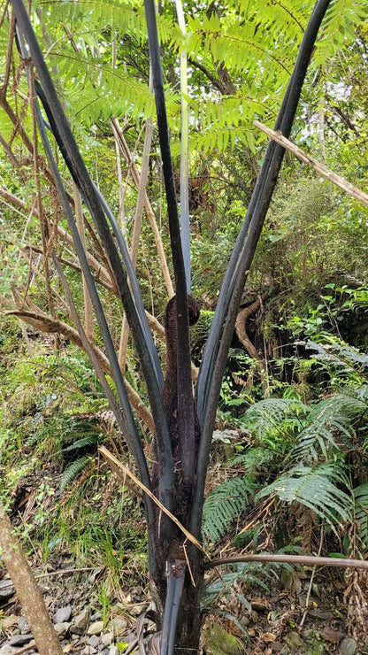Cyathea medullaris | Svart trädormbunke