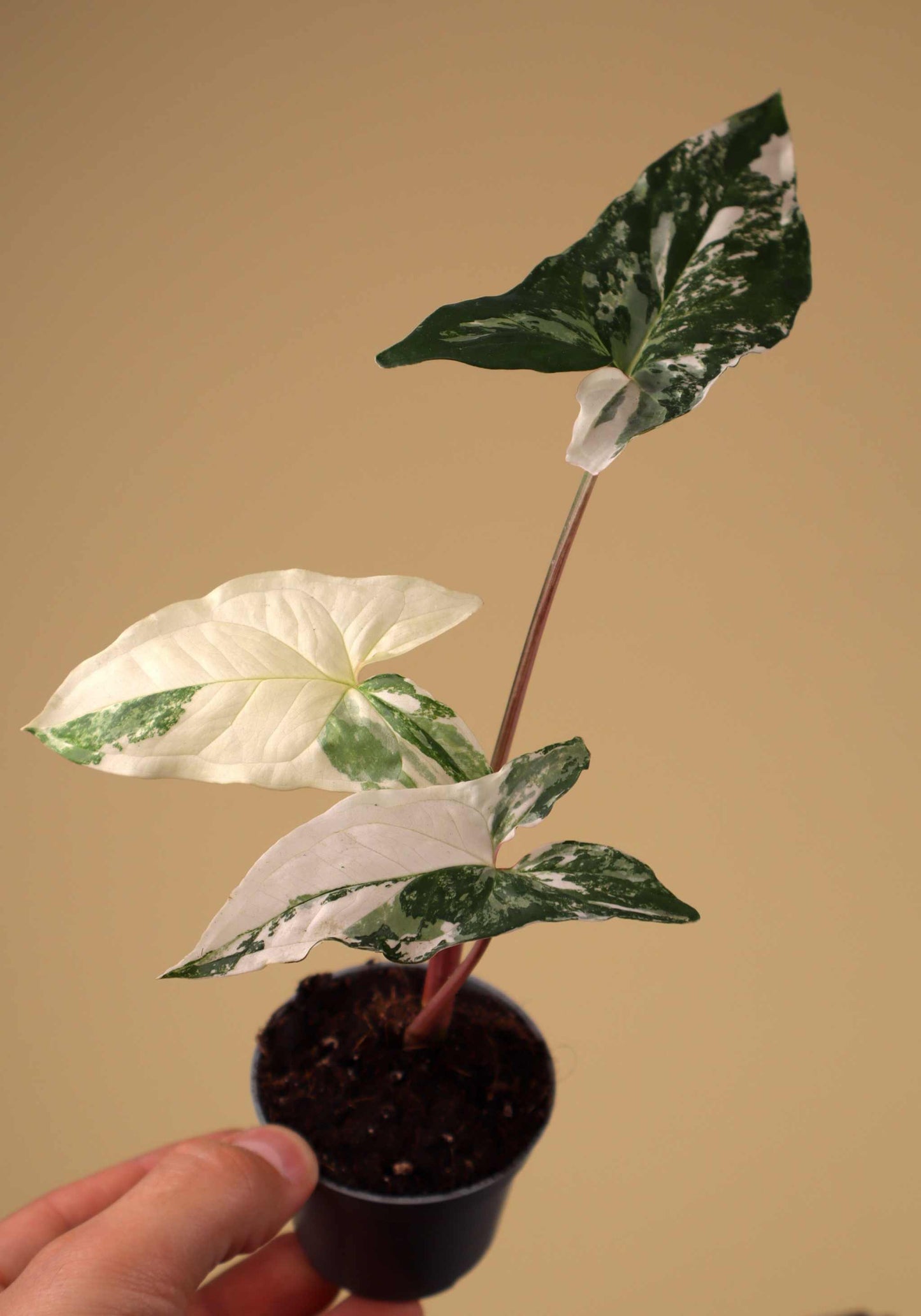 Syngonium albo variegata