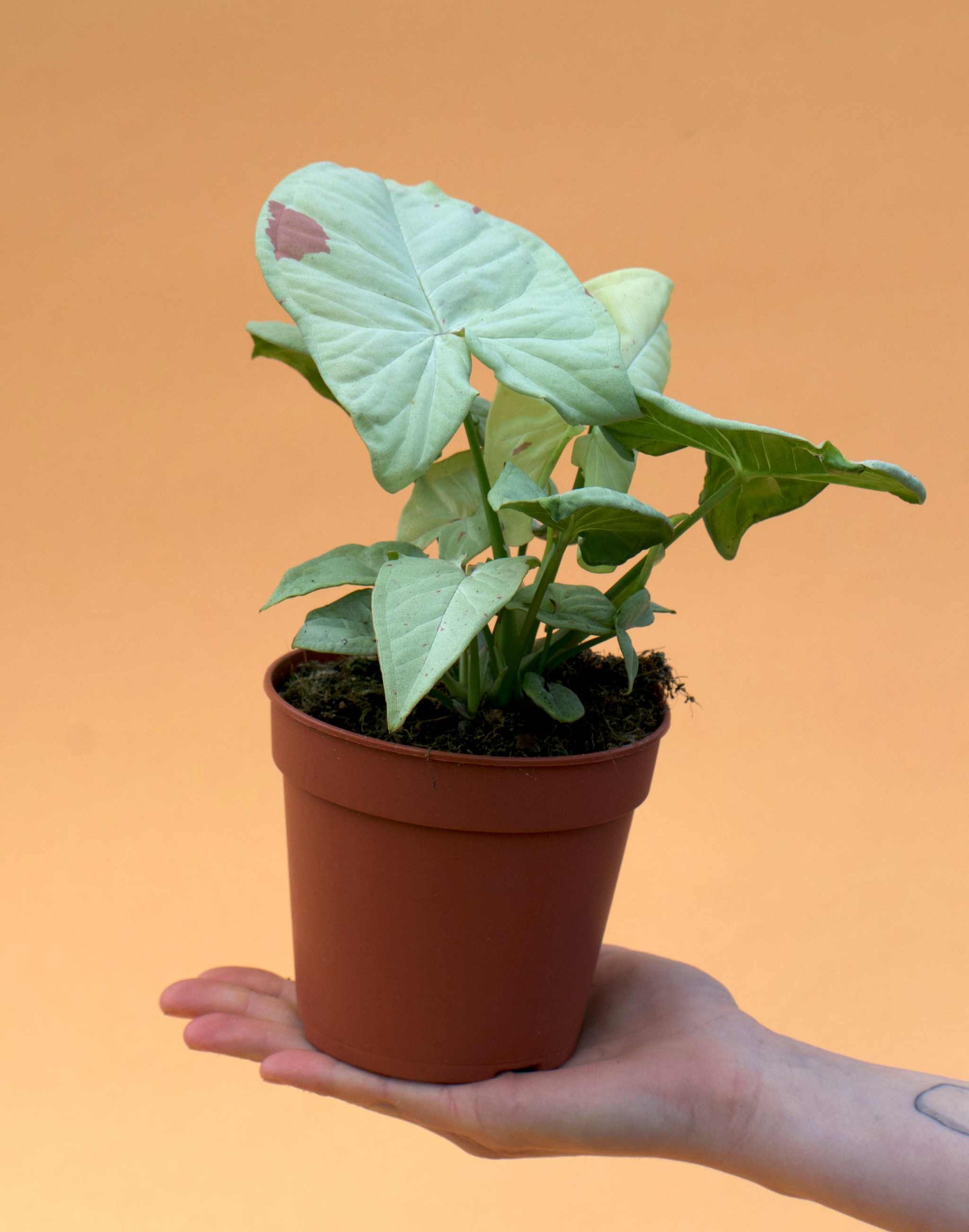 Syngonium 'Milk Confetti'