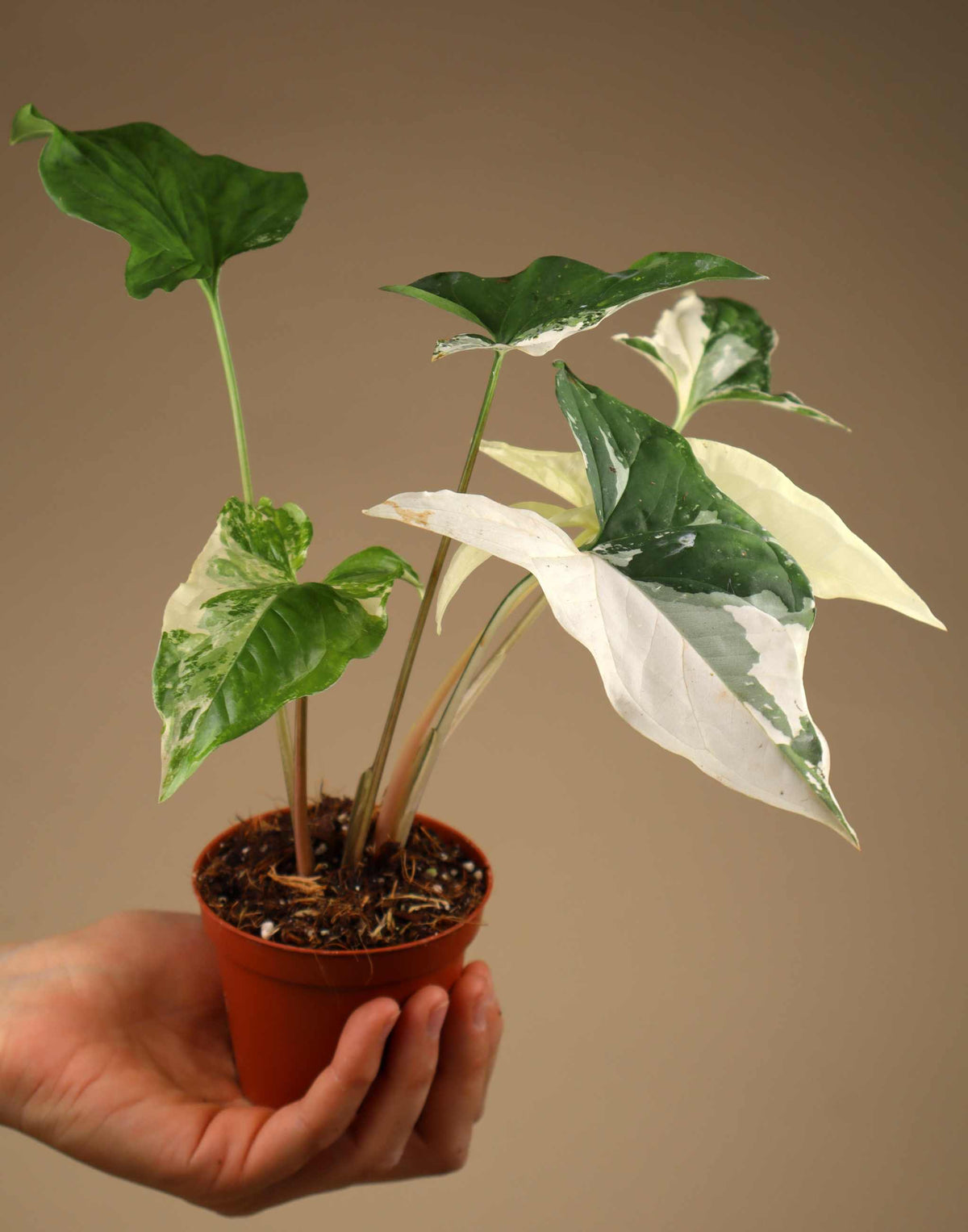 Syngonium albo variegata