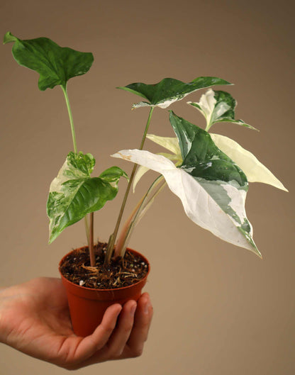 Syngonium albo variegata
