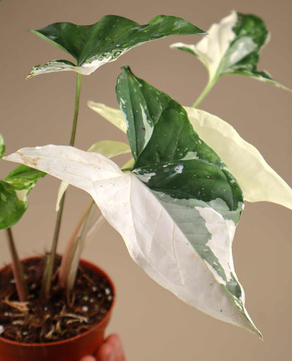 Syngonium albo variegata