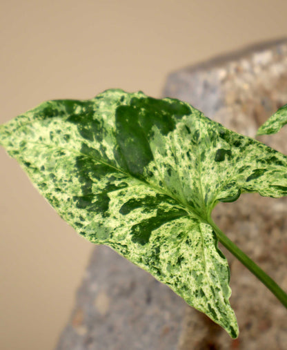 Syngonium podophyllum 'Mottled'