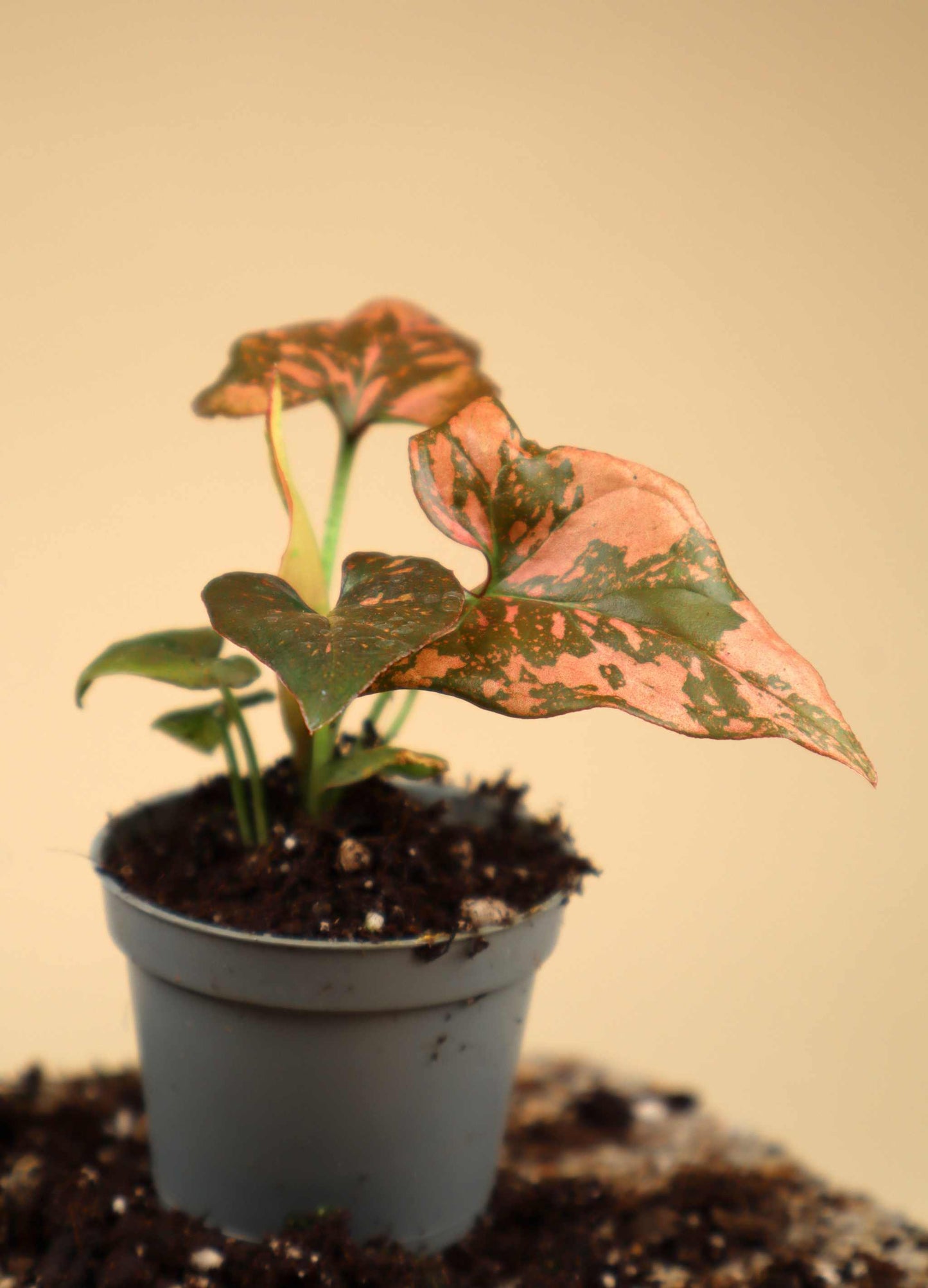 Syngonium podophyllum 'Pink Splash'