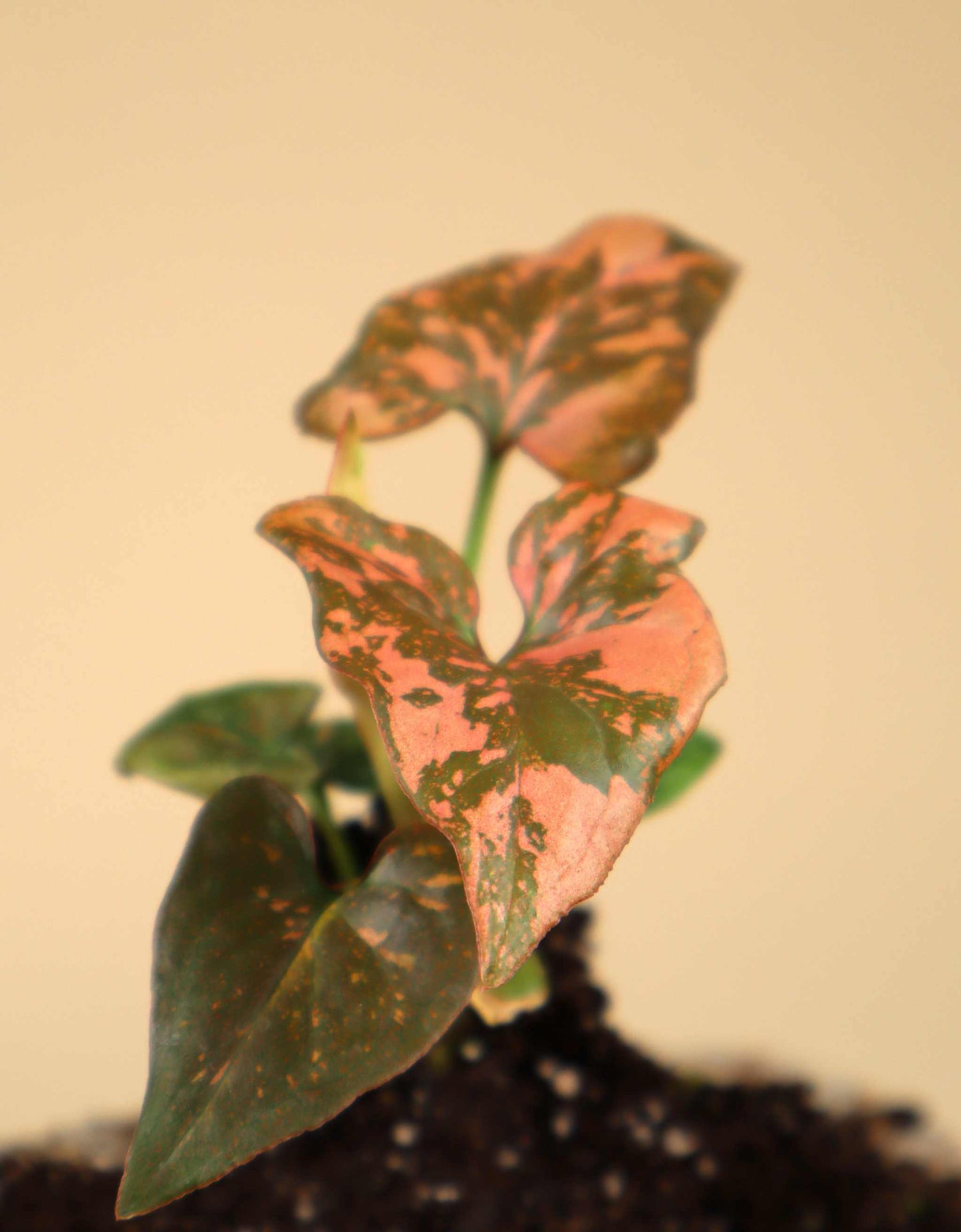 Syngonium podophyllum 'Pink Splash'