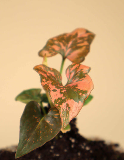 Syngonium podophyllum 'Pink Splash'