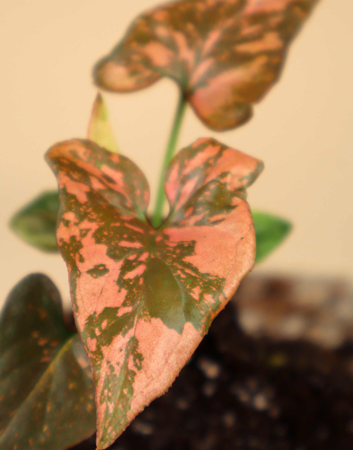 Syngonium podophyllum 'Pink Splash'