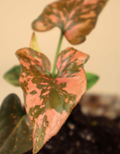 Syngonium podophyllum 'Pink Splash'