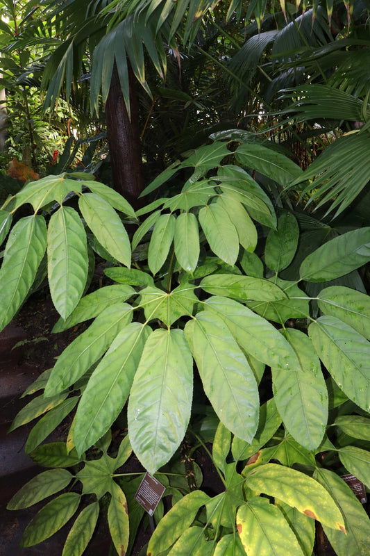 Trevesia burckii