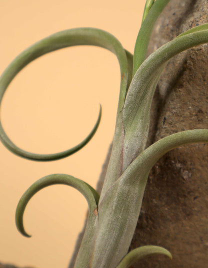 Tillandsia intermedia