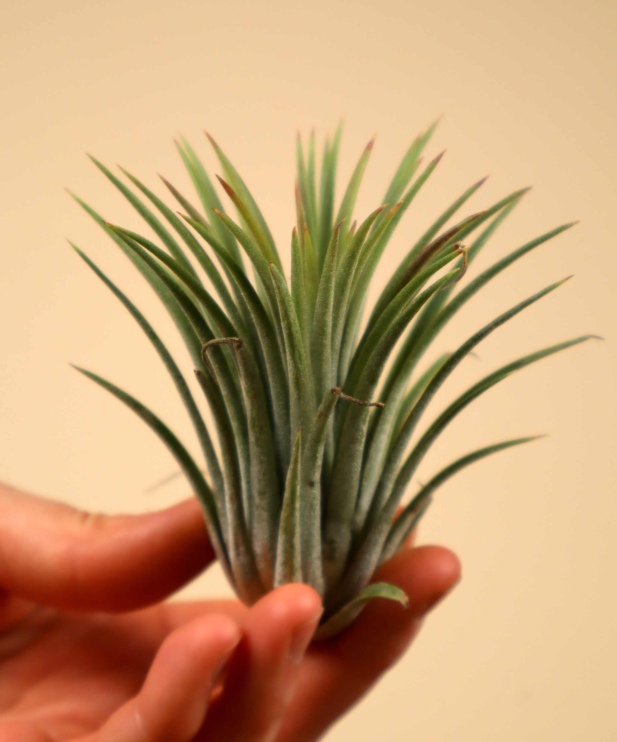 Tillandsia Ionantha | Buy Cheap Air Plants Online | Unusual Plants