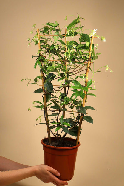 Stjärnjasmin 'Trachelospermum jasminoides'