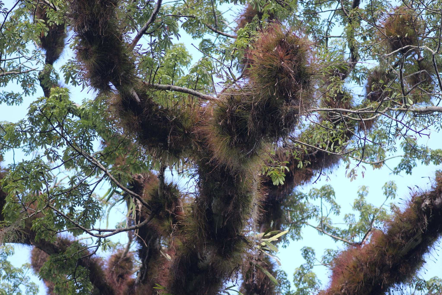 Tillandsia juncea
