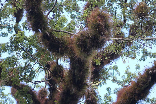 Tillandsia juncea