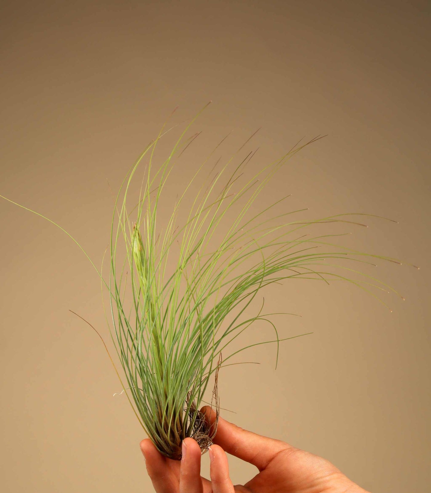 Tillandsia juncea