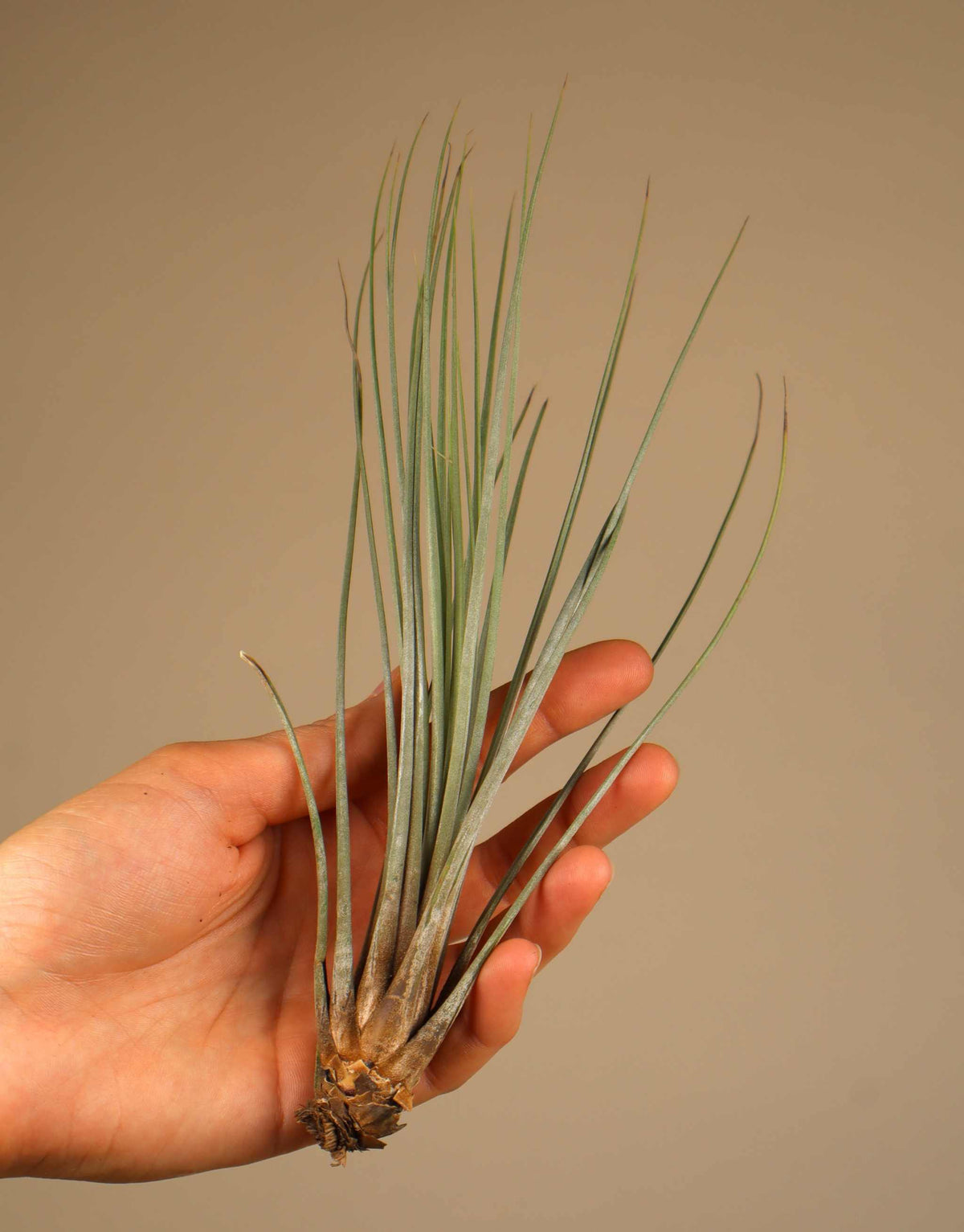 Tillandsia juncea