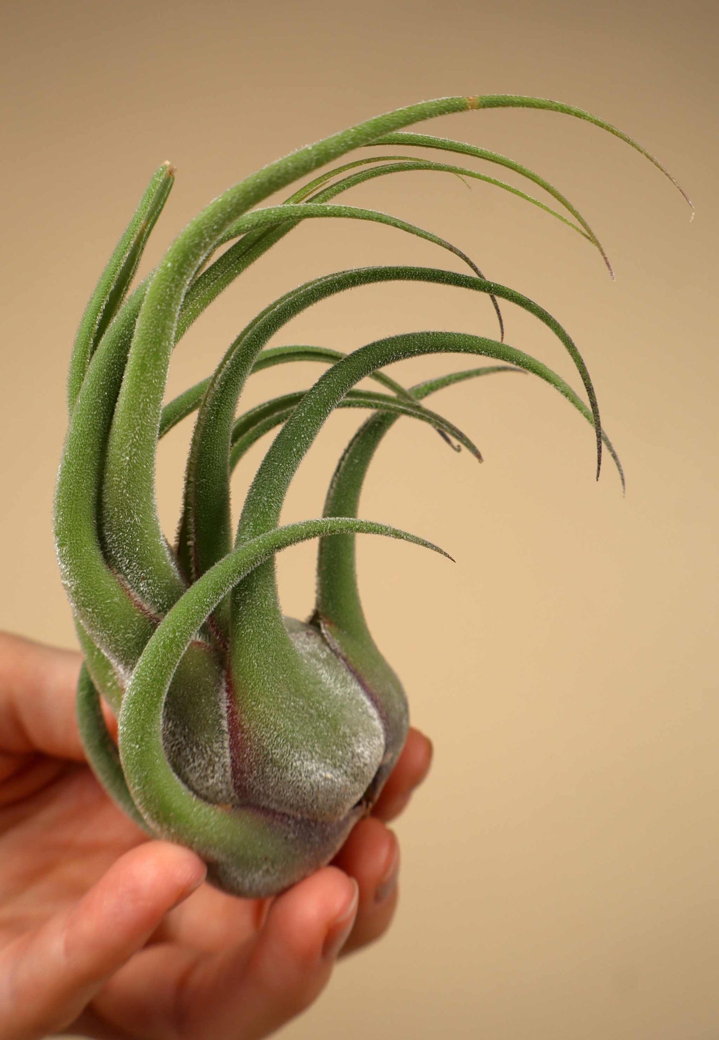 Tillandsia seleriana