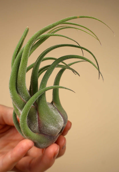Tillandsia seleriana